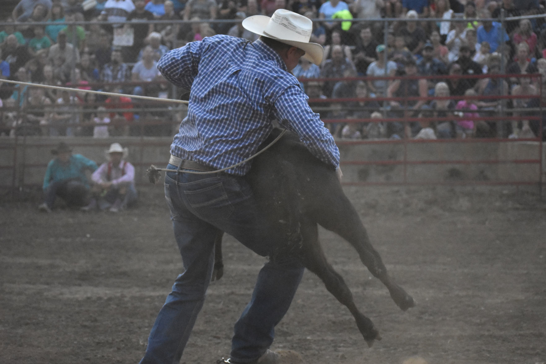Wrangling a bull calf